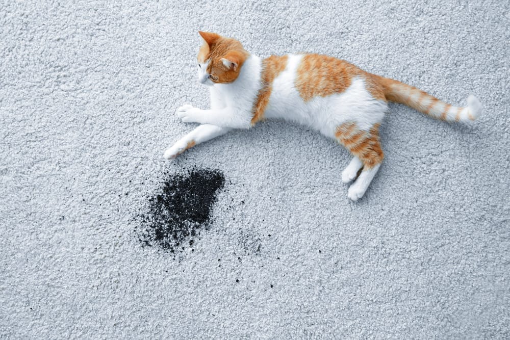 Cat lying on carpet with spilled soil.
